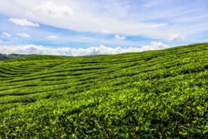 sumber daya buatan perkebunaan teh